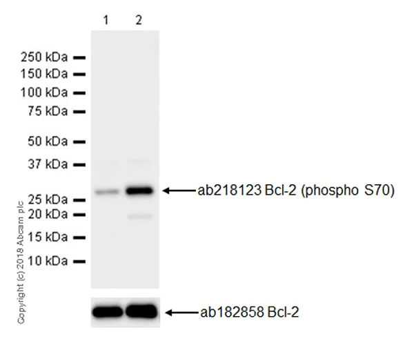 Western blot - Anti-Bcl-2 (phospho S70) antibody [EPR21162] (AB218123)