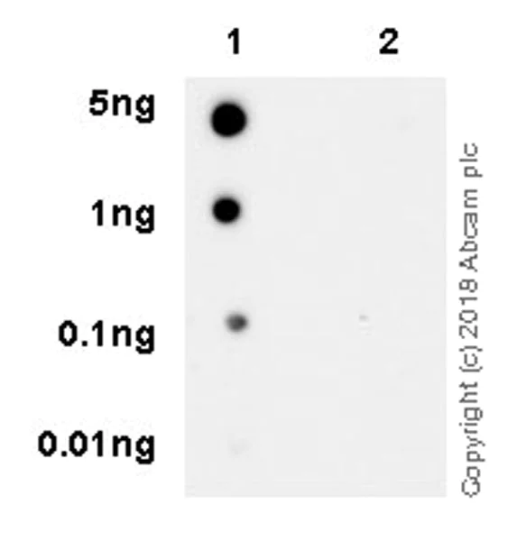 Dot Blot - Anti-Bcl-2 (phospho S70) antibody [EPR21162] - BSA and Azide free (AB233694)