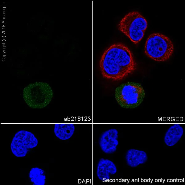 Immunocytochemistry/ Immunofluorescence - Anti-Bcl-2 (phospho S70) antibody [EPR21162] - BSA and Azide free (AB233694)