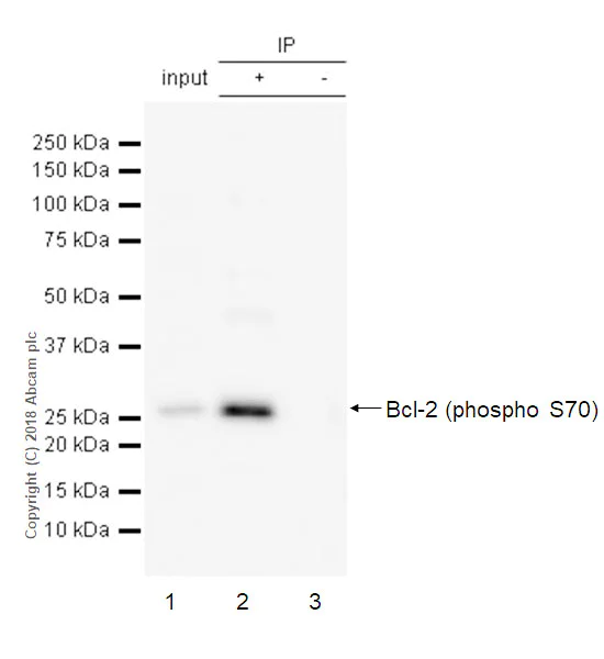 Immunoprecipitation - Anti-Bcl-2 (phospho S70) antibody [EPR21162] - BSA and Azide free (AB233694)