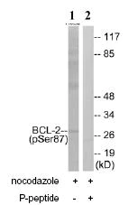 Western blot - Anti-Bcl-2 (phospho S87) antibody (AB73985)