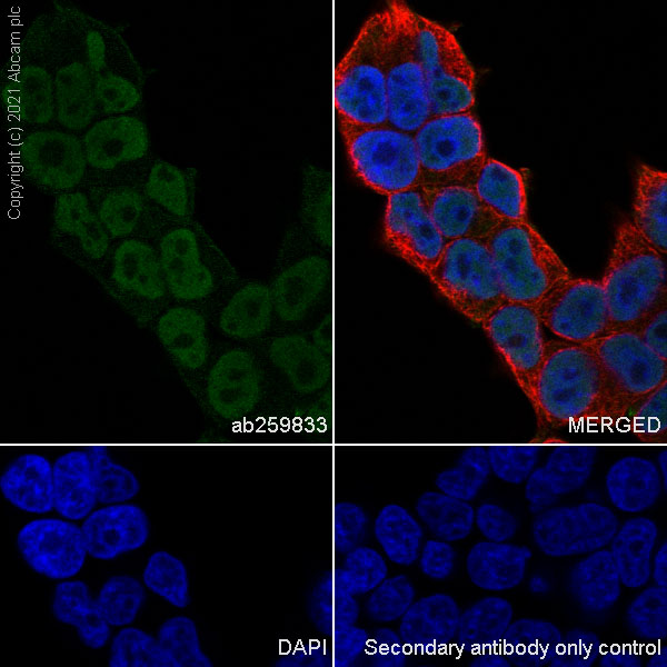 Immunocytochemistry/ Immunofluorescence - Anti-Bcl 7A antibody [EPR24162-226] (AB259833), expandable thumbnail