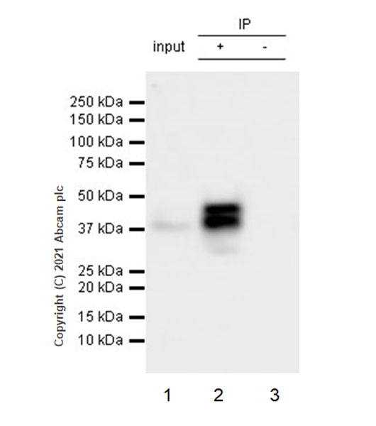 Immunoprecipitation - Anti-Bcl 7A antibody [EPR24162-226] (AB259833), expandable thumbnail