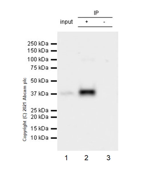 Immunoprecipitation - Anti-Bcl 7A antibody [EPR24162-226] (ab259833), expandable thumbnail