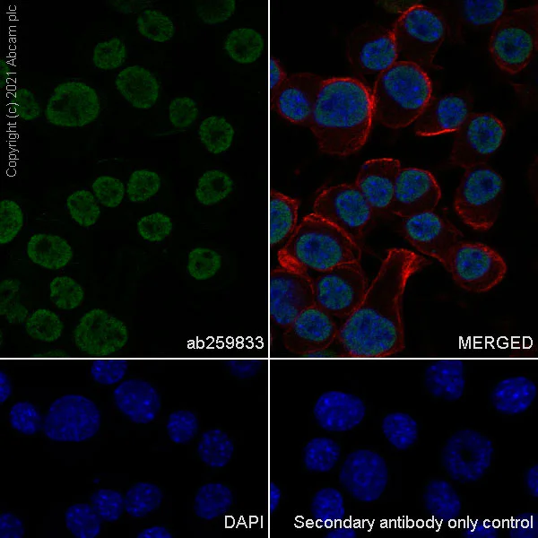 Immunocytochemistry/ Immunofluorescence - Anti-Bcl 7A antibody [EPR24162-226] - BSA and Azide free (AB282012)