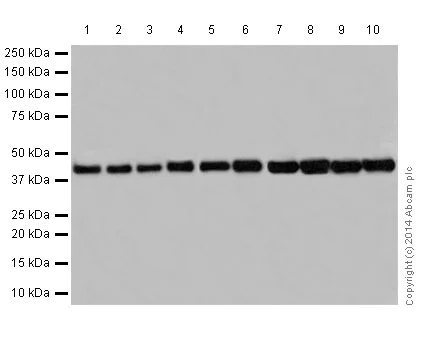 Western blot - Anti-Bcl G/BCL2L14 antibody [EPR17666] (AB184925)