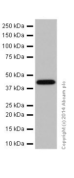 Western blot - Anti-Bcl G/BCL2L14 antibody [EPR17666] (AB184925), expandable thumbnail