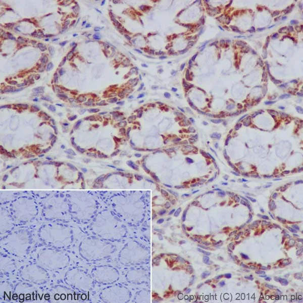 Immunohistochemistry (Formalin/PFA-fixed paraffin-embedded sections) - Anti-Bcl G/BCL2L14 antibody [EPR17666] - BSA and Azide free (AB250782)