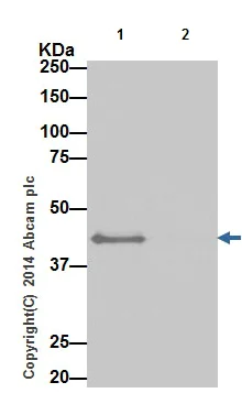 Immunoprecipitation - Anti-Bcl G/BCL2L14 antibody [EPR17666] - BSA and Azide free (AB250782)