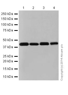 Western blot - Anti-Bcl G/BCL2L14 antibody [EPR17666] - BSA and Azide free (AB250782)
