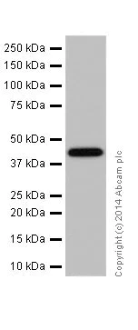 Western blot - Anti-Bcl G/BCL2L14 antibody [EPR17666] - BSA and Azide free (AB250782)