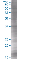 Bcl G/BCL2L14 overexpression 293T lysate (whole cell)