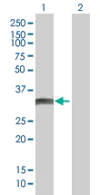 Western blot - Bcl G/BCL2L14 overexpression 293T lysate (whole cell) (AB94328)