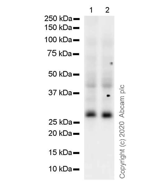 Western blot - Anti-Bcl-XL antibody [2H12] (AB77571)