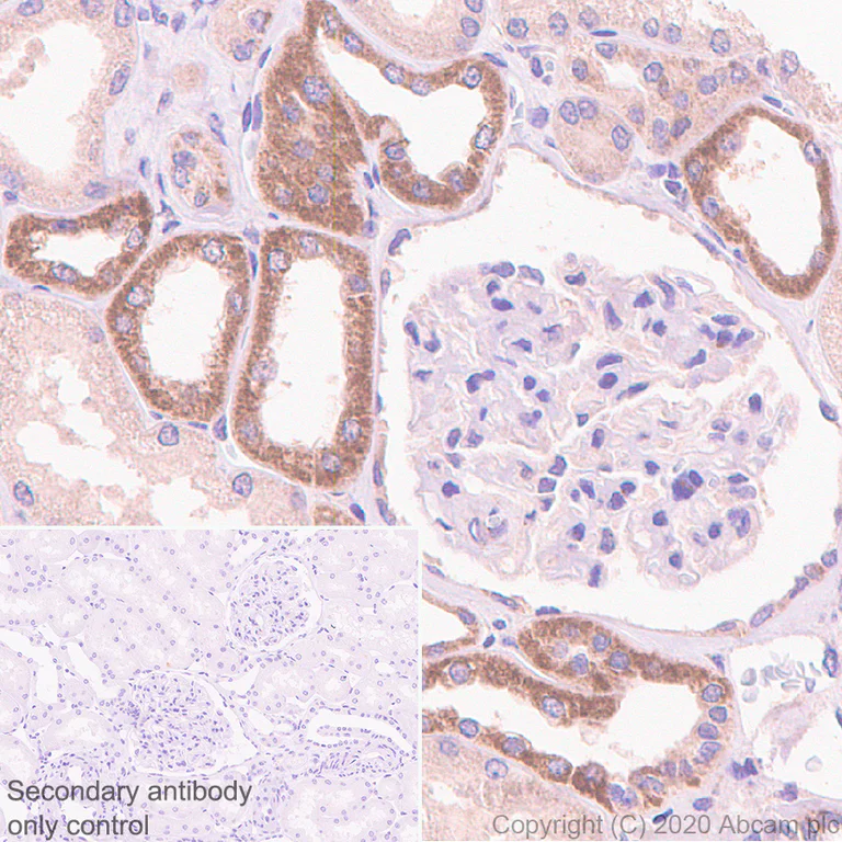 Immunohistochemistry (Formalin/PFA-fixed paraffin-embedded sections) - Anti-Bcl-XL antibody [2H12] - BSA and Azide free (AB252257)