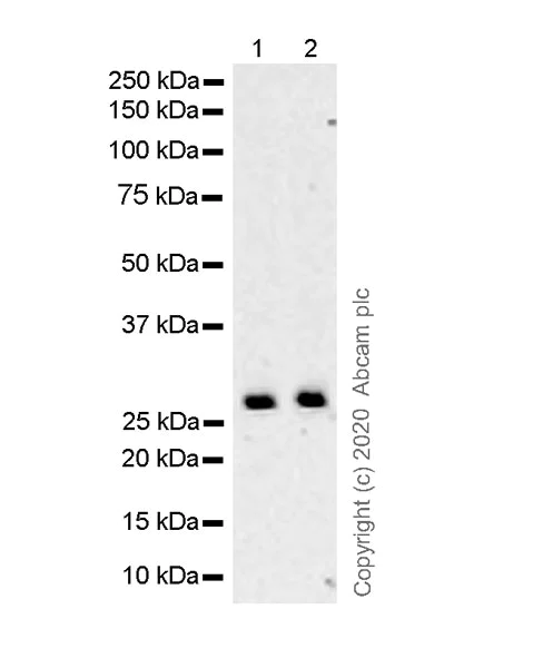 Western blot - Anti-Bcl-XL antibody [2H12] - BSA and Azide free (AB252257)