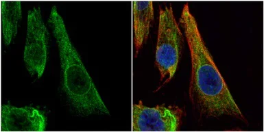 Immunocytochemistry/ Immunofluorescence - Anti-Bcl-XL antibody (AB98143)