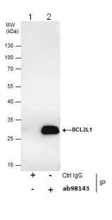 Immunoprecipitation - Anti-Bcl-XL antibody (AB98143)