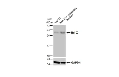 Western blot - Anti-Bcl-XL antibody (AB98143)