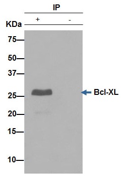 Immunoprecipitation - Anti-Bcl-XL antibody [E18] (AB32370), expandable thumbnail