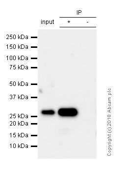 Immunoprecipitation - Anti-Bcl-XL antibody [E18] (AB32370), expandable thumbnail