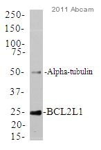 Western blot - Anti-Bcl-XL antibody [E18] (ab32370), expandable thumbnail