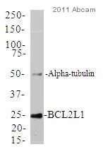 Western blot - Anti-Bcl-XL antibody [E18] (AB32370)