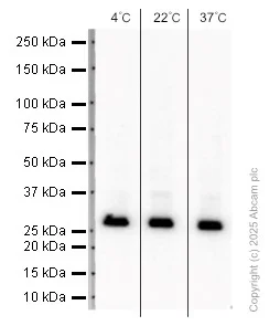 Western blot - Anti-Bcl-XL antibody [E18] (AB32370)