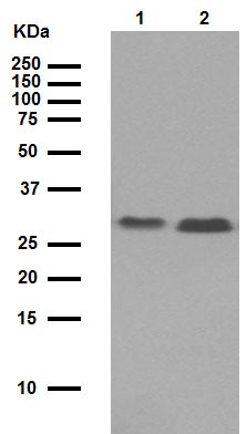 Western blot - Anti-Bcl-XL antibody [E18] (AB32370), expandable thumbnail