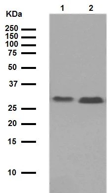 Western blot - Anti-Bcl-XL antibody [E18] (AB32370)