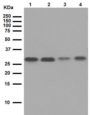 Western blot - Anti-Bcl-XL antibody [E18] (ab32370), expandable thumbnail