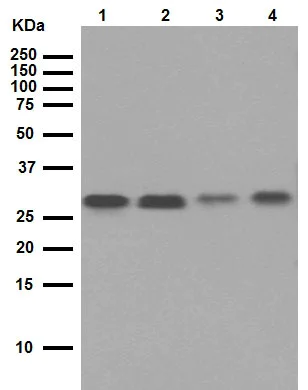 Western blot - Anti-Bcl-XL antibody [E18] (AB32370)