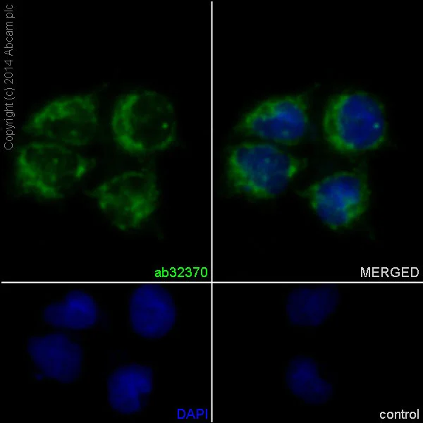 Immunocytochemistry/ Immunofluorescence - Anti-Bcl-XL antibody [E18] - BSA and Azide free (AB199099)