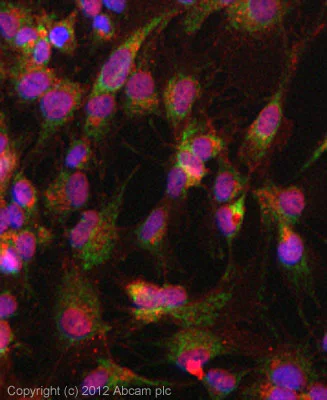 Immunocytochemistry/ Immunofluorescence - Anti-Bcl-XL antibody [E18] - BSA and Azide free (AB199099)