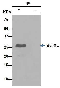 Immunoprecipitation - Anti-Bcl-XL antibody [E18] - BSA and Azide free (AB199099)
