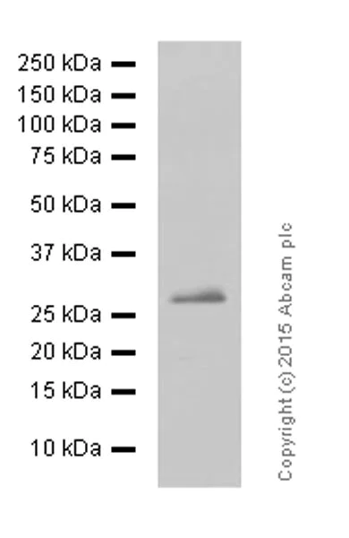 Western blot - Anti-Bcl-XL antibody [E18] - BSA and Azide free (AB199099)