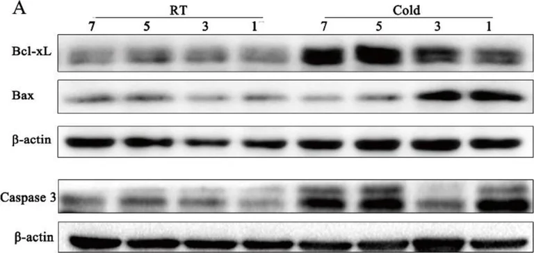 Western blot - Anti-Bcl-XL antibody [EPR16642] (AB178844)