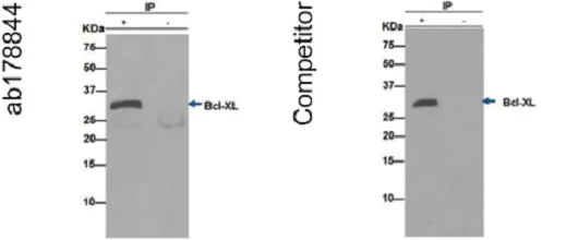 Immunoprecipitation - Anti-Bcl-XL antibody [EPR16642] - BSA and Azide free (AB223547)