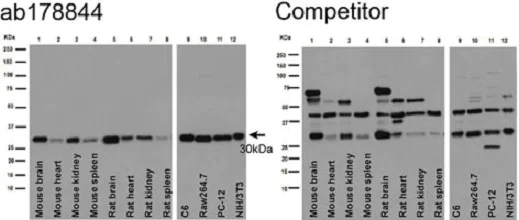 Western blot - Anti-Bcl-XL antibody [EPR16642] - BSA and Azide free (AB223547)