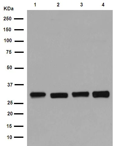 Western blot - Anti-Bcl-XL antibody [EPR16642] - BSA and Azide free (AB223547)