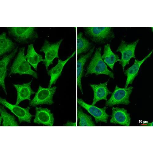 Immunocytochemistry/ Immunofluorescence - Anti-Bcl-XL antibody [HL2039] (AB317127)