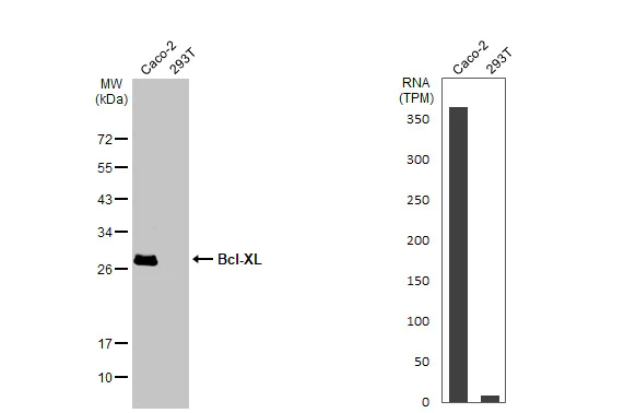Western blot - Anti-Bcl-XL antibody [HL2039] (AB317127)