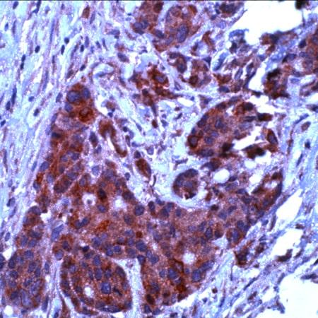 Immunohistochemistry (Formalin/PFA-fixed paraffin-embedded sections) - Anti-Bcl-XL antibody - N-terminal (AB231500)