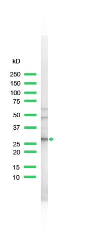 Western blot - Anti-Bcl-XL antibody - N-terminal (AB231500)