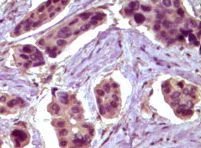 Immunohistochemistry (Formalin/PFA-fixed paraffin-embedded sections) - Anti-Bcl10 antibody [4F8E8H8] (AB36585)