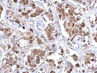 Immunohistochemistry (Formalin/PFA-fixed paraffin-embedded sections) - Anti-Bcl10 antibody (AB155657)