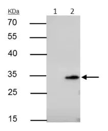 Immunoprecipitation - Anti-Bcl10 antibody (AB155657)