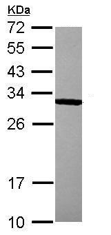 Western blot - Anti-Bcl10 antibody (AB227156), expandable thumbnail