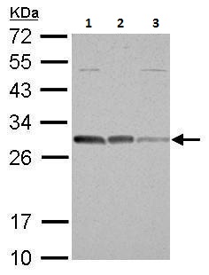 Western blot - Anti-Bcl10 antibody (AB227156), expandable thumbnail