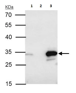 Immunoprecipitation - Anti-Bcl10 antibody (AB227206)